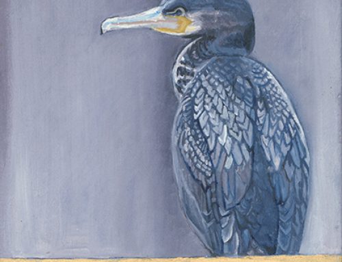 Cormorant 2