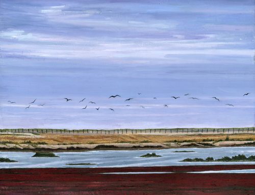 Rye Harbour birds